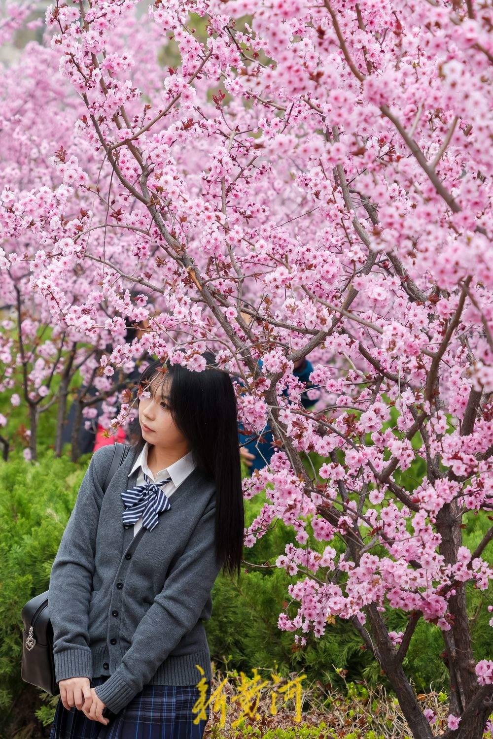 “樱花大道”繁花盛开 山师校园紫叶李竞相绽放