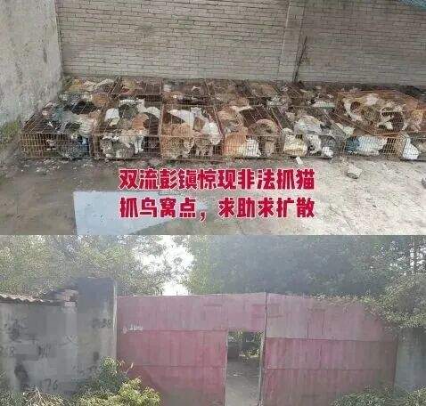 官方通报:发现被困小猫102只,涉事人员被公安带走
