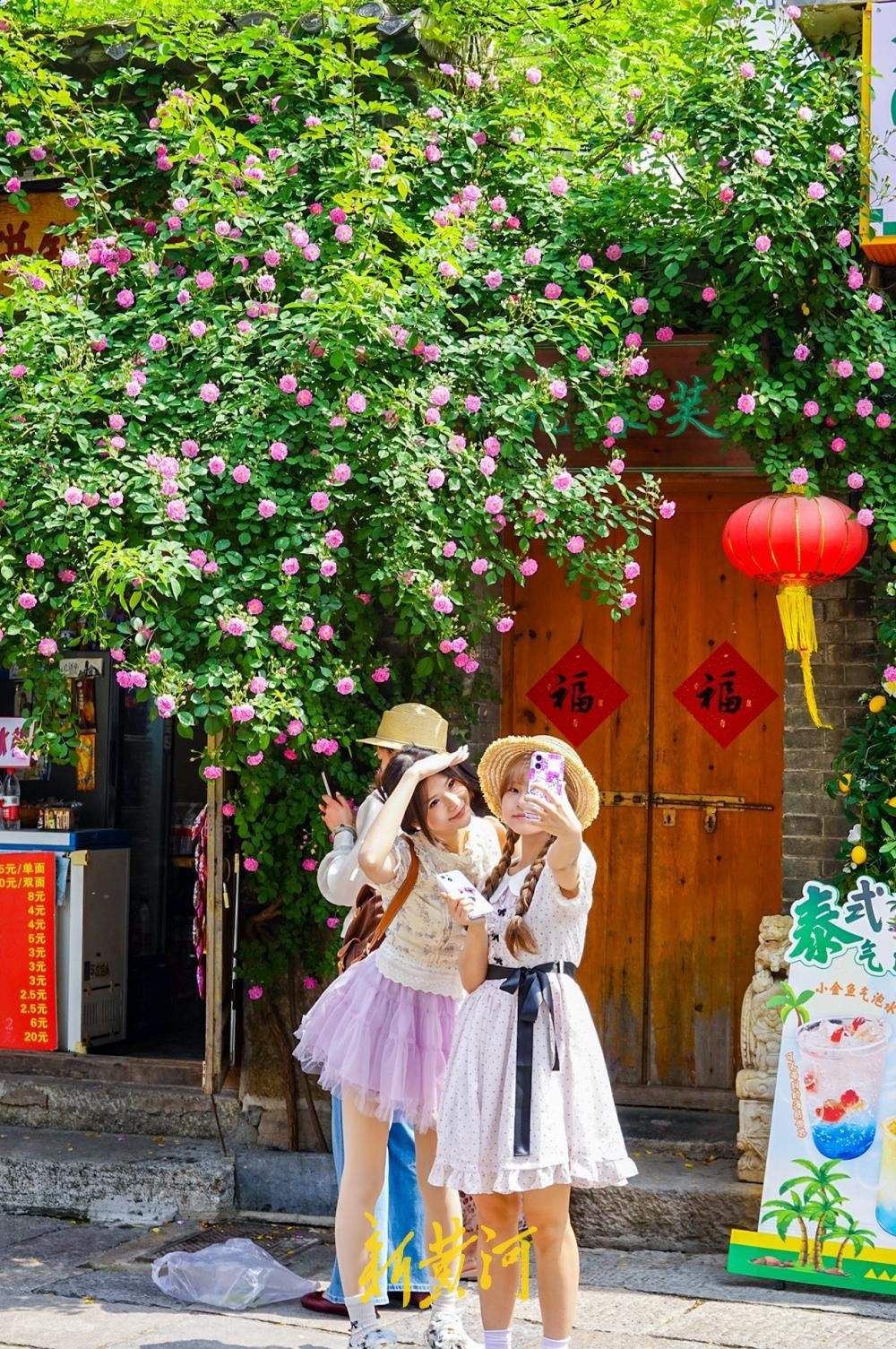 蔷薇“抢跑”赴春日之约