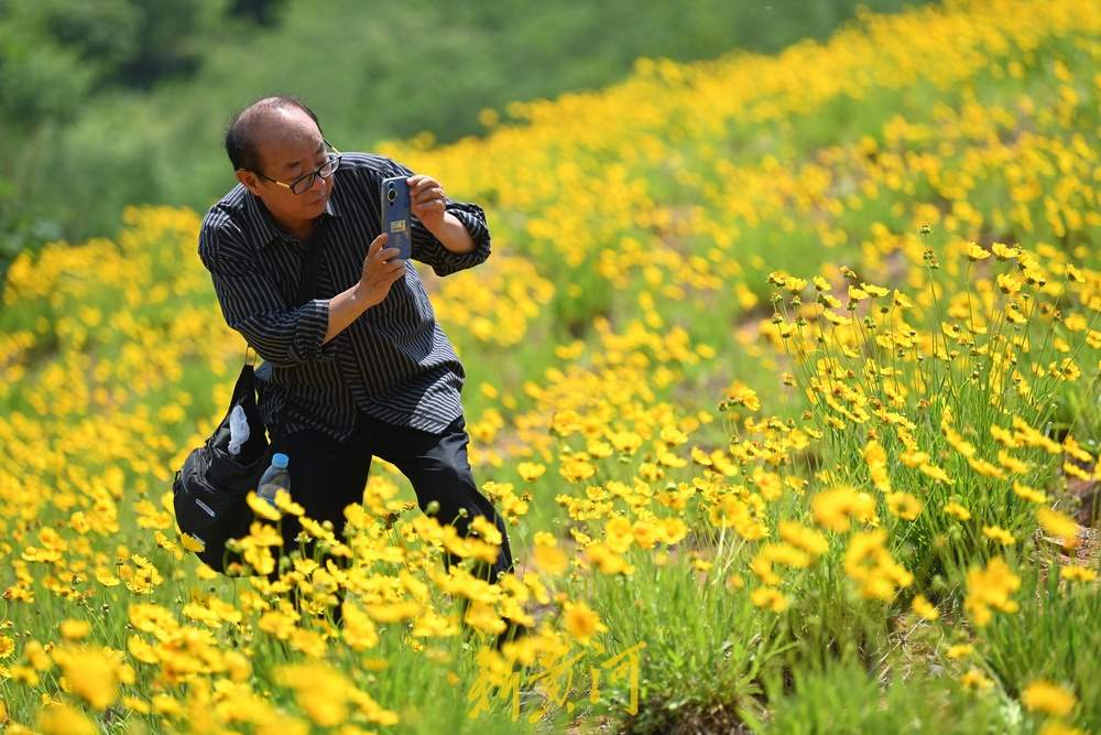 一年四季 泉在济南｜济南蚰蜒山下金菊盛放，游人徜徉花海争相打卡