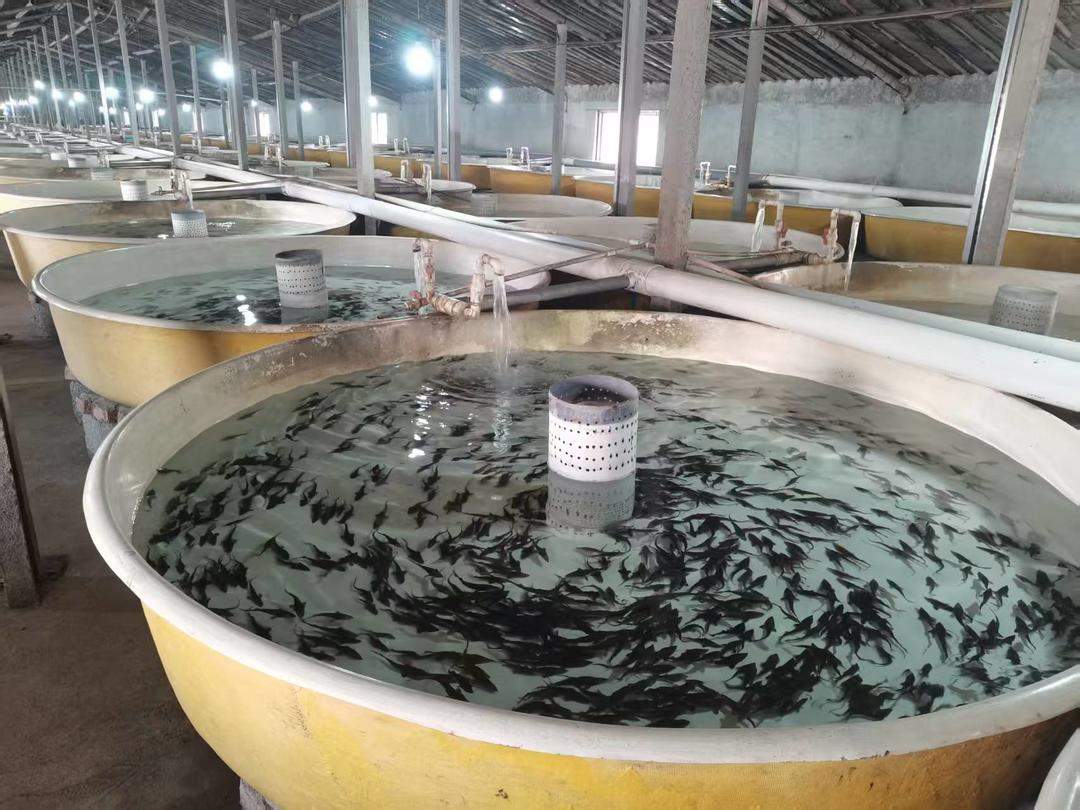 产业联合，结对发展！临朐从“一村富”迈向“村村富”