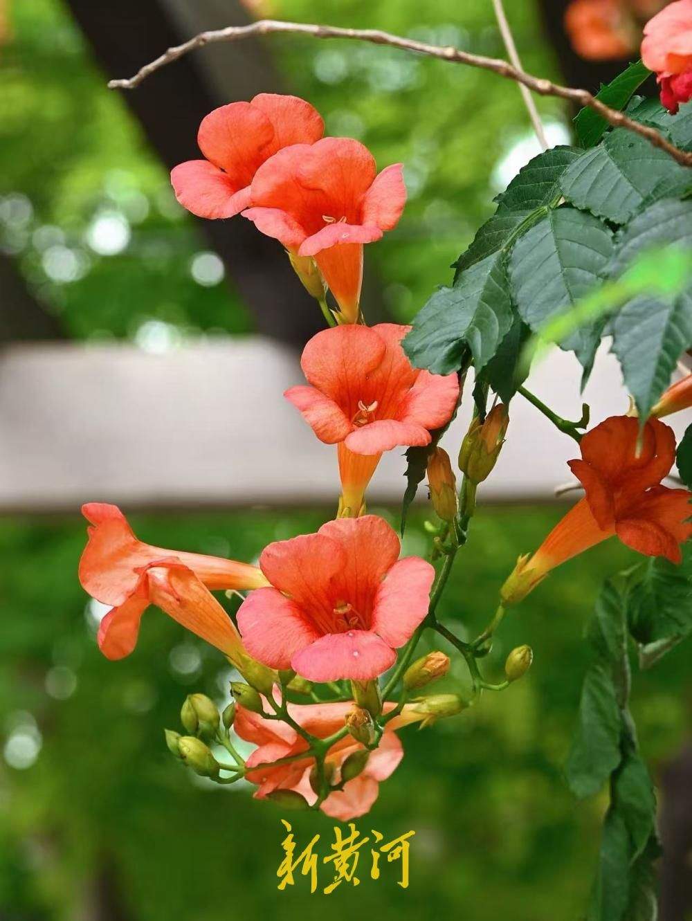 繁花满架映古巷 济南百花洲凌霄花热烈盛放