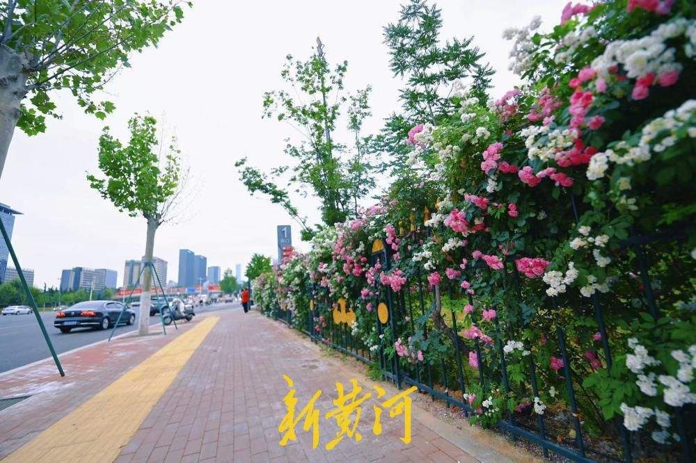济南经十路奥体蔷薇花墙浪漫绽放 扮靓泉城初夏