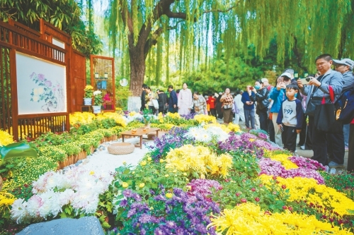 菊香漫泉畔 趵突泉金秋菊展启幕