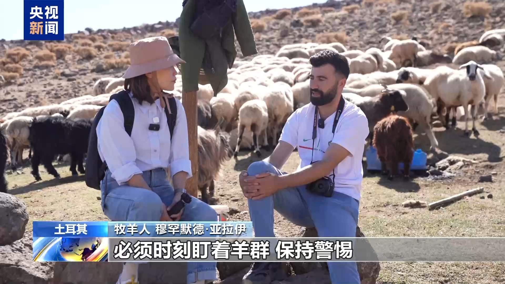 高收入岗位无人问津 土耳其遭遇“牧羊人危机”