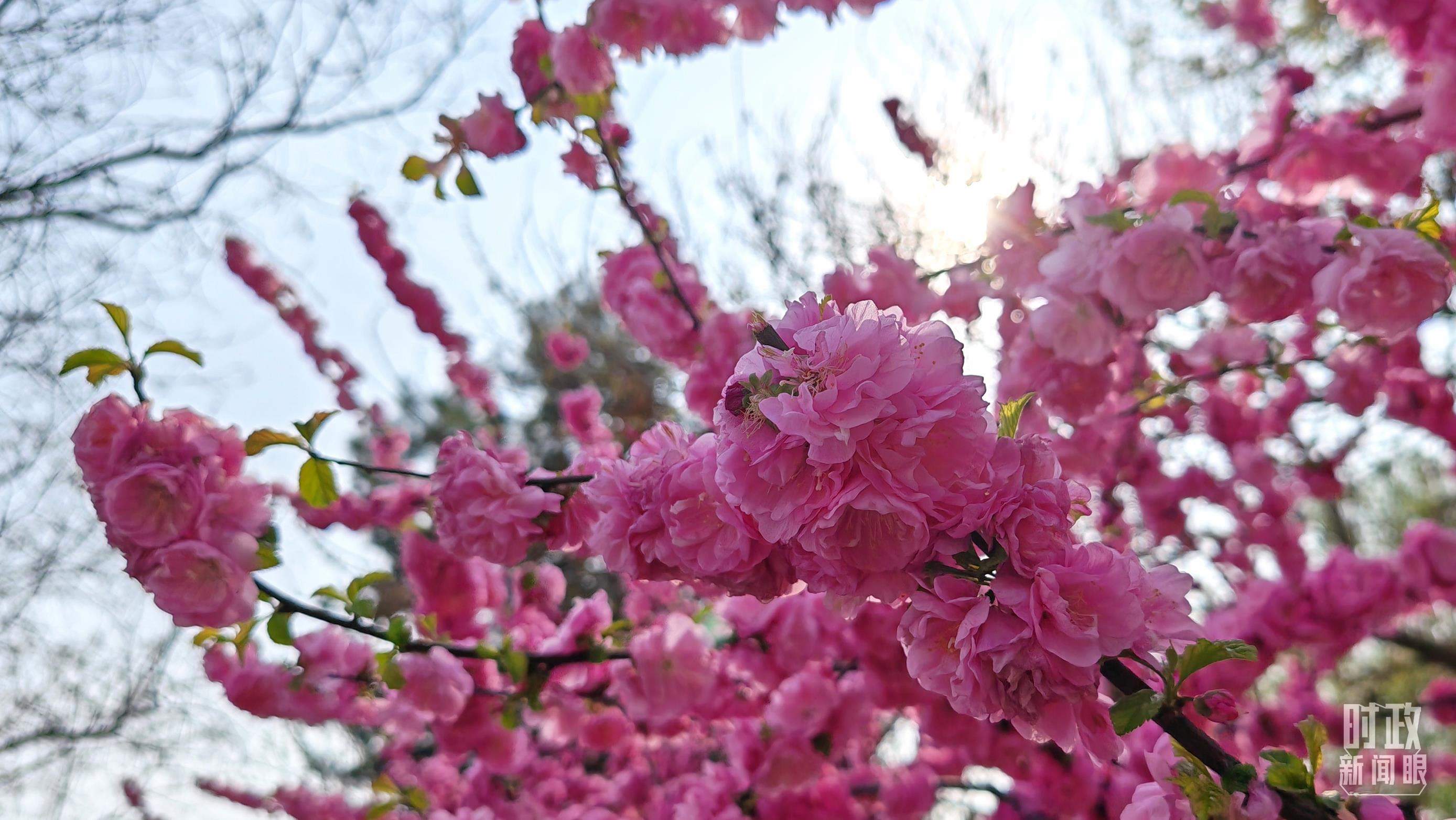时政新闻眼丨在首都义务植树活动现场，习近平强调这件利国利民的大事