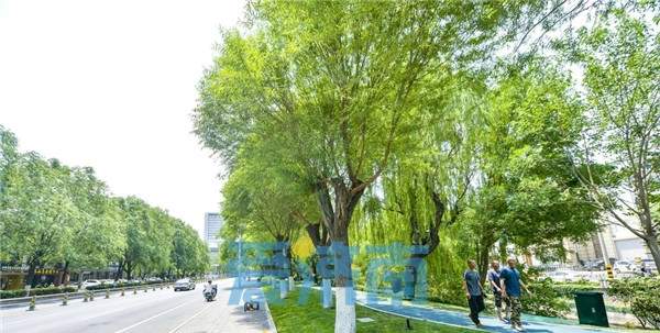 快来体验！千米绿道串起趵突泉和大明湖