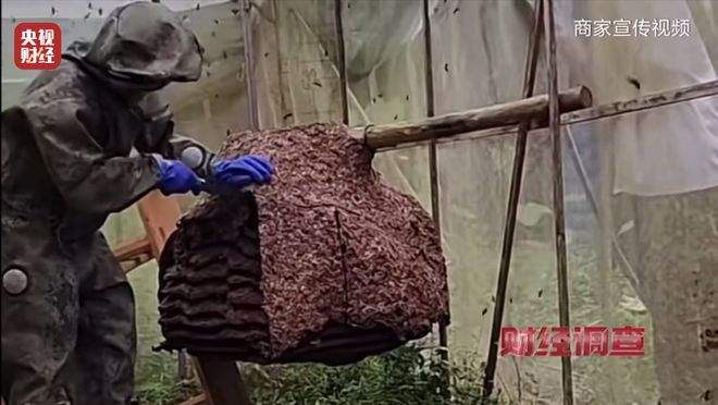 “杀人蜂”遭滥养 有人赚得盆满钵满 央视曝光
