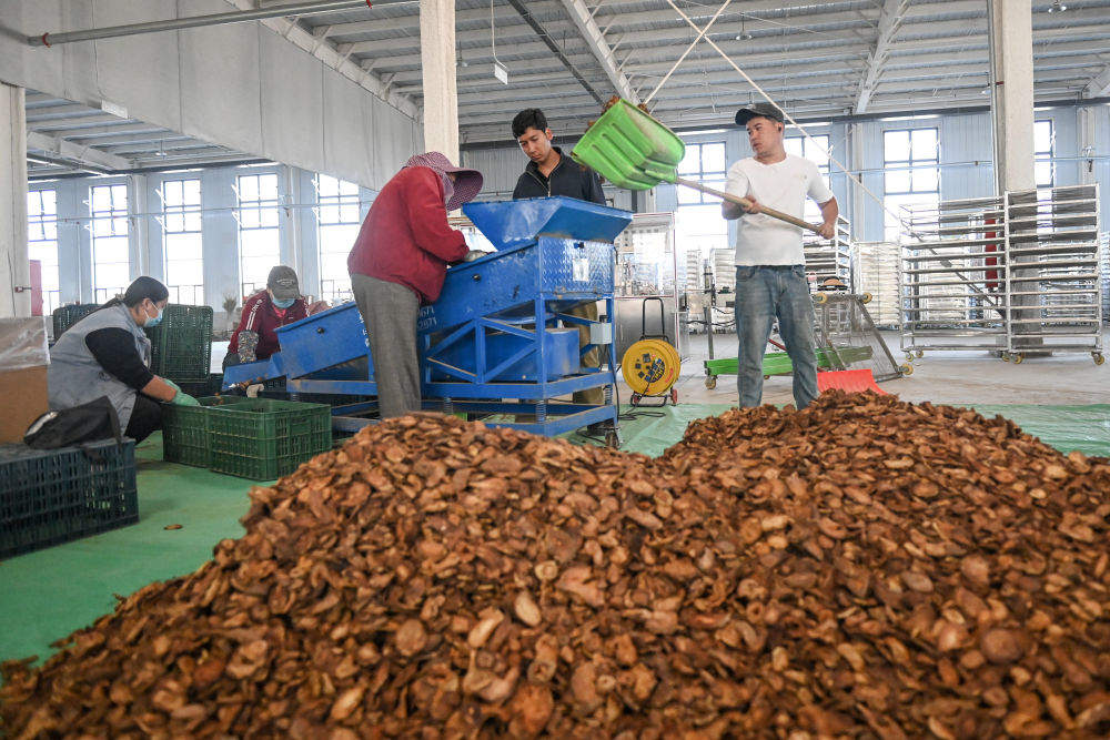 新疆：“乔、灌、药”立体织密绿色屏障 沙产业助力绿富同兴