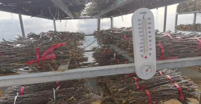 “摸金”盛宴：夜探“金蝉村”