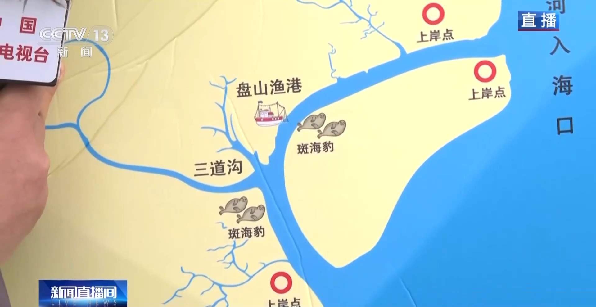 超800只野生斑海豹现身辽东湾