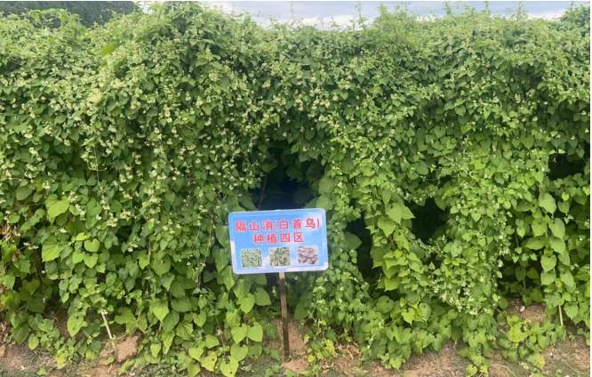 湖北茗草汇农业发展有限公司：科学助力白首乌规模化种植！