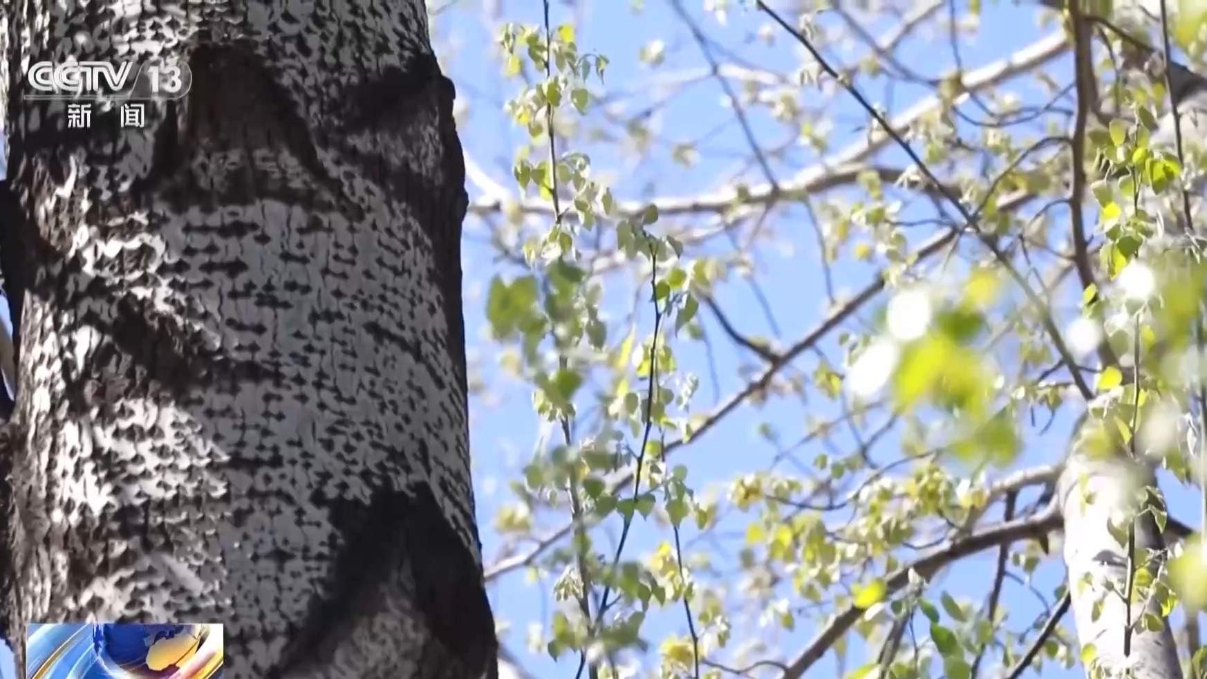 杨柳树为何飞絮？如何防范？专家解析