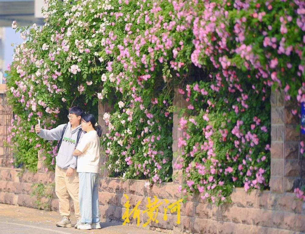 济南明湖北路蔷薇花浪漫上线