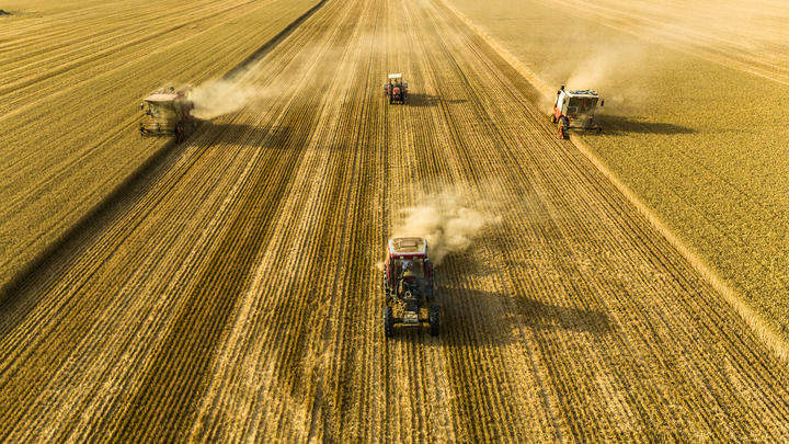 沉甸甸的收获——2025年夏季粮油收获一线观察