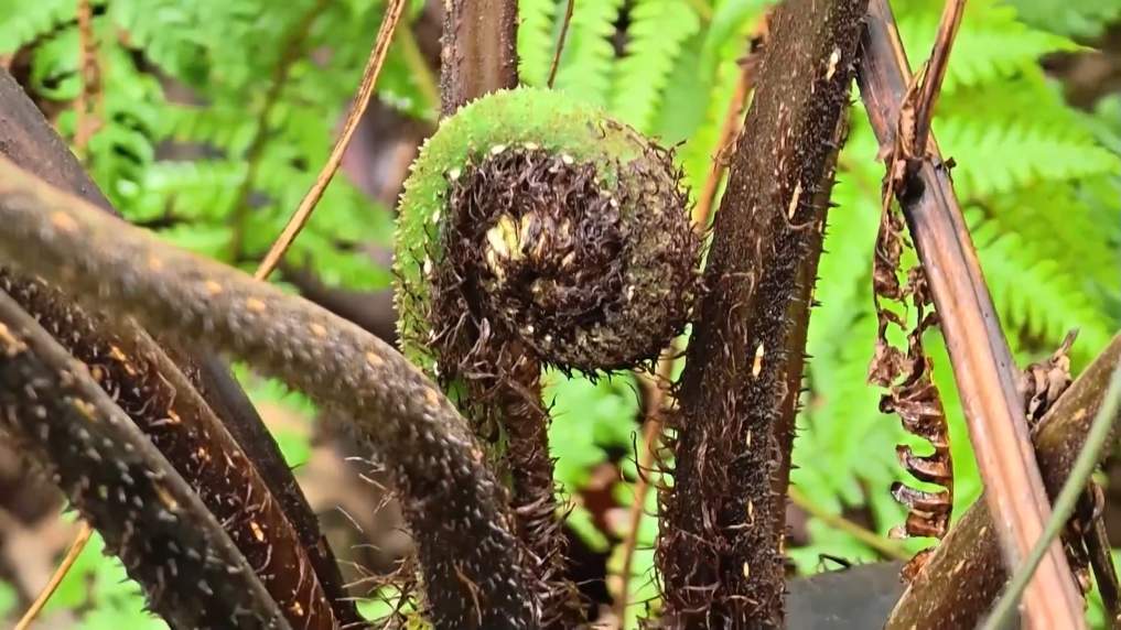 广西融安发现密集桫椤天然种群 曾是“恐龙口粮”