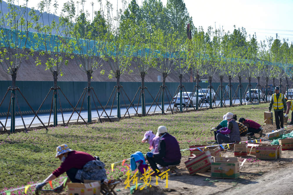 济南港九路拓宽改造 北入口打造花海美景