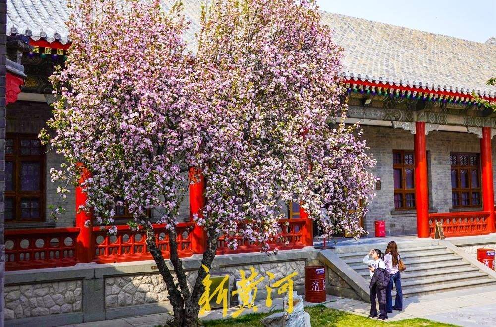 百年老街邂逅春日花事 古建筑博物馆迎来首个赏花季