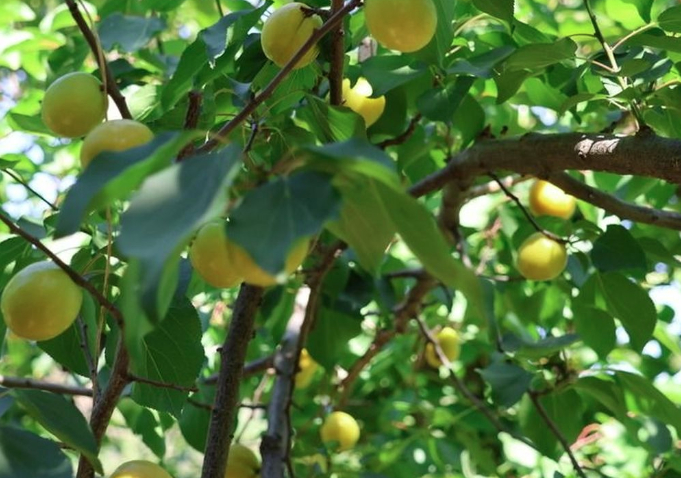 脆甜多汁！南部山区千亩珍珠油杏进入采摘期