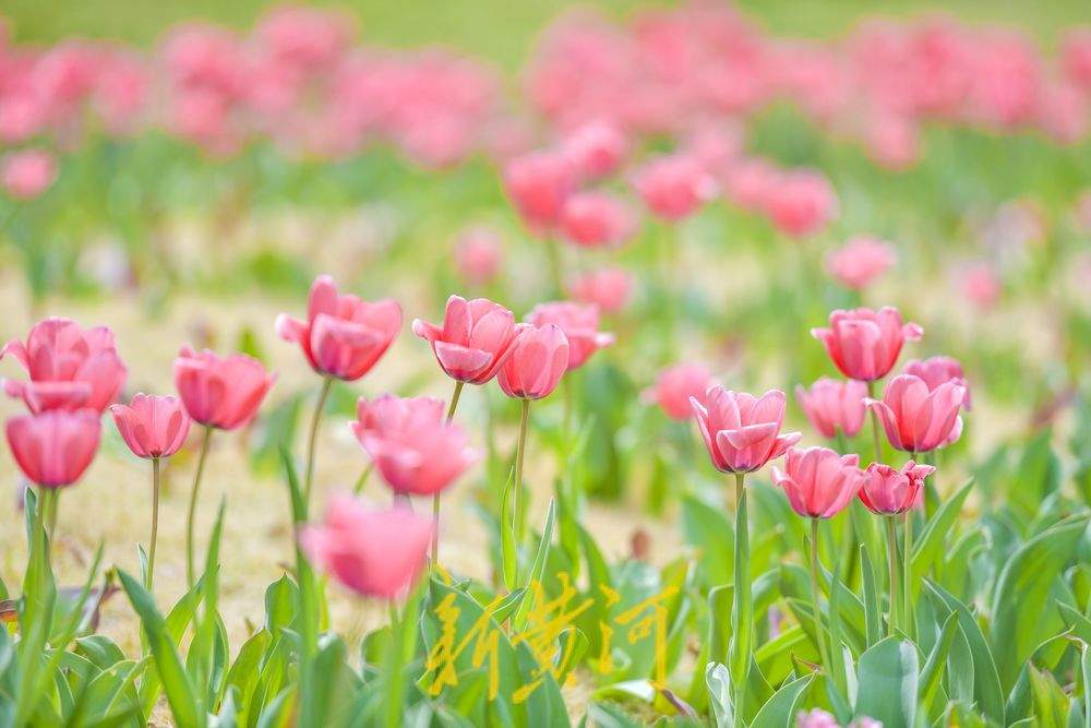 一年四季 泉在济南｜“郁”见明媚春光 人才公园绽放花海