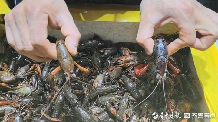 济南今年第一波小龙虾已经上市，你“尝鲜”了吗