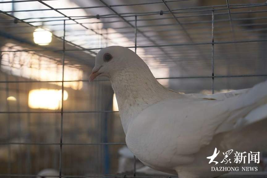 一枚蛋4块钱，供不应求！看山东小镇如何点“鸽”成金