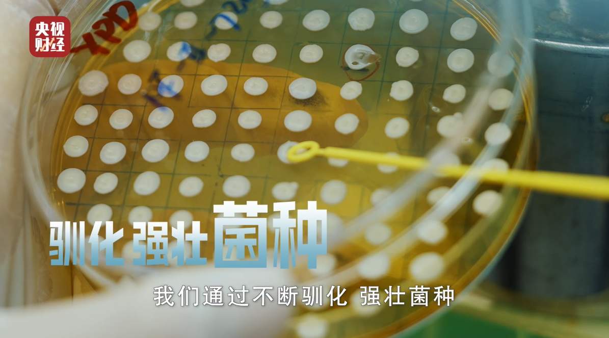 央视走进巨子生物,记录重组胶原蛋白核心技术跃迁