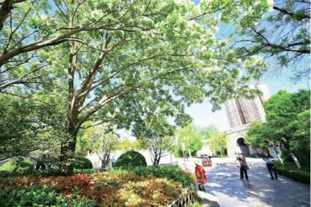 泉城公园4000余株牡丹竞芳华 大明湖北门流苏花开正盛