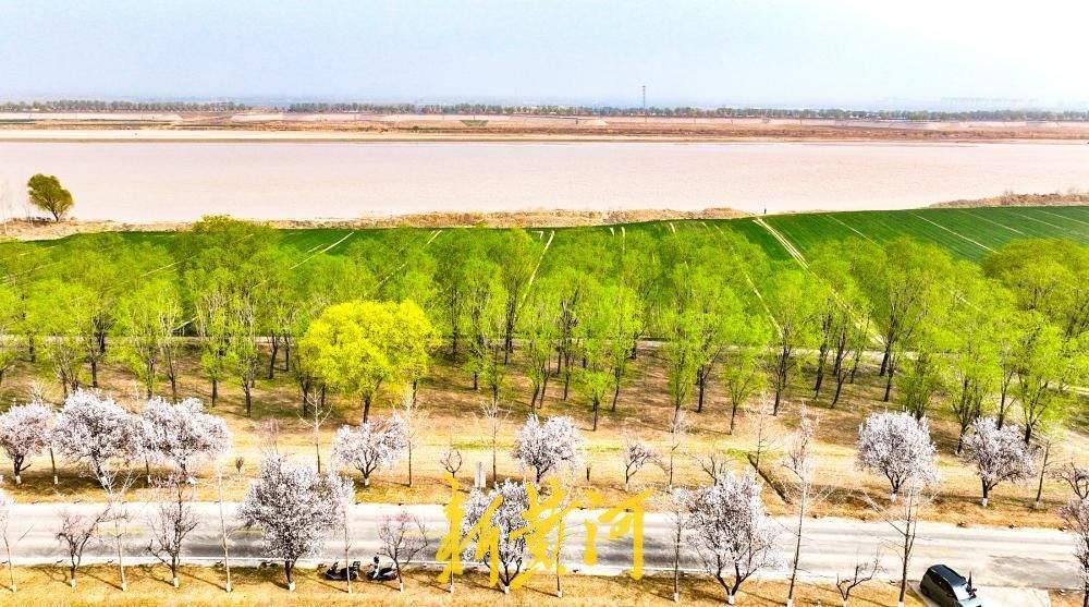 黄河岸边“春潮起” 百亩麦田伴翠柳绘就生态画卷