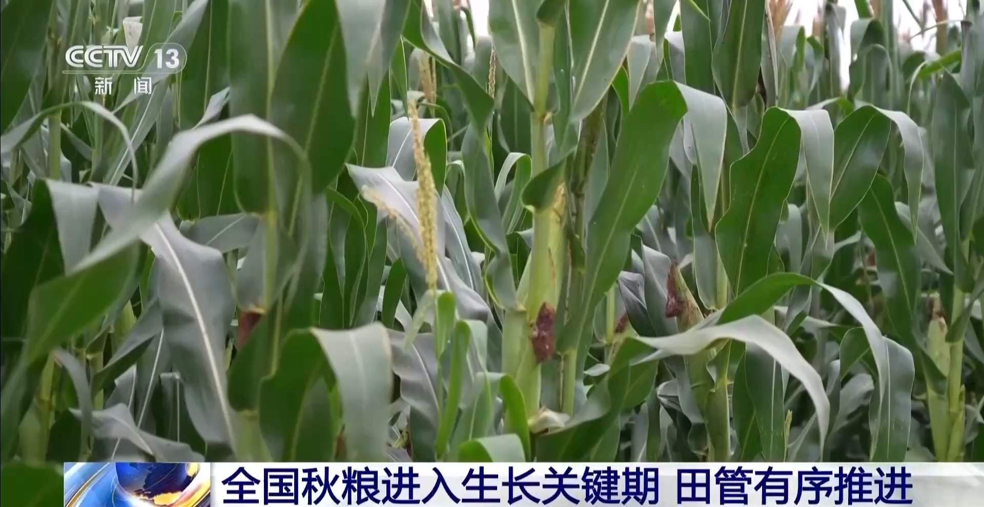 无人机“体检”、水肥一体化 多地有序推进秋粮田管