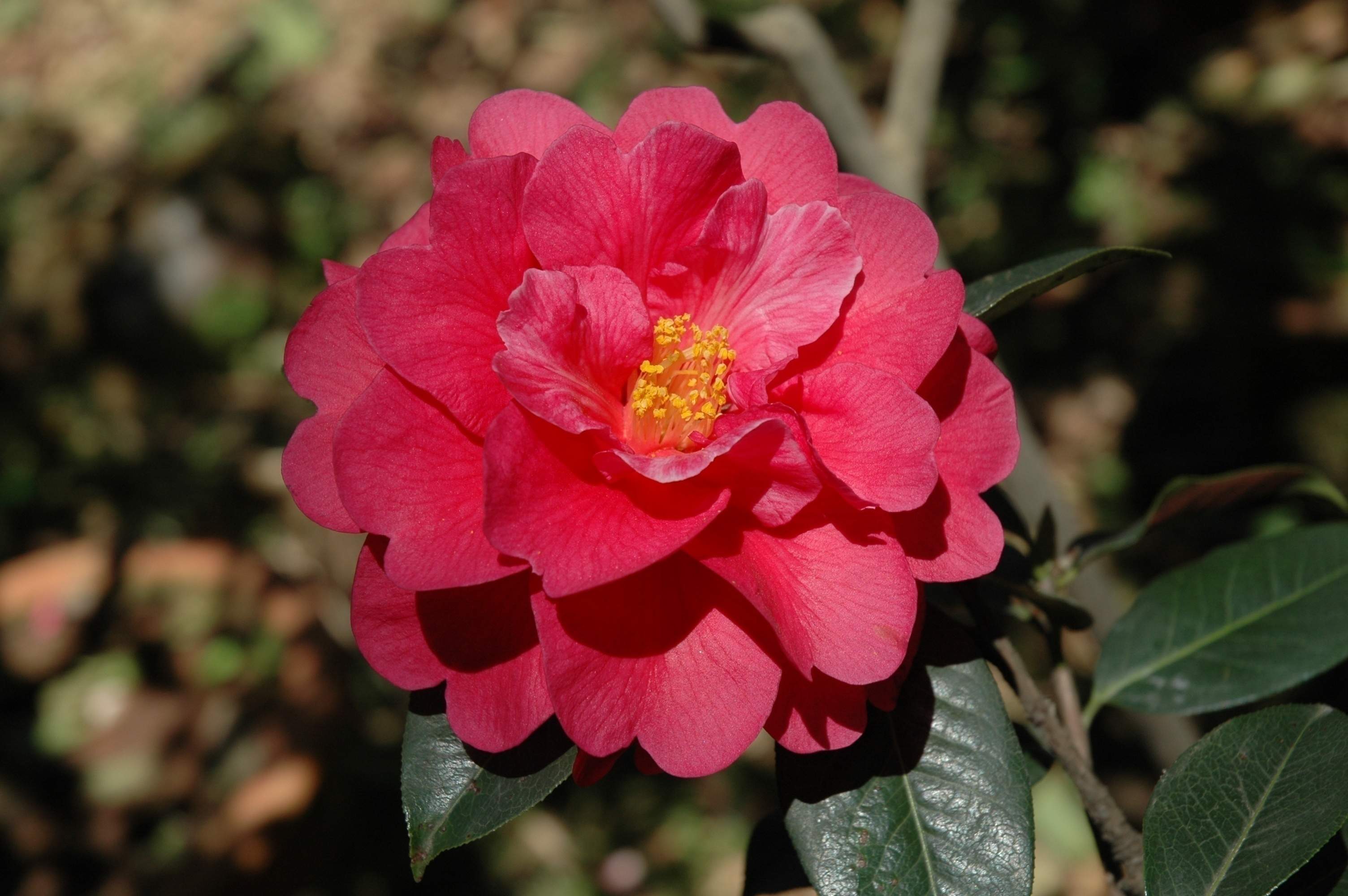 我的名字叫"山茶"