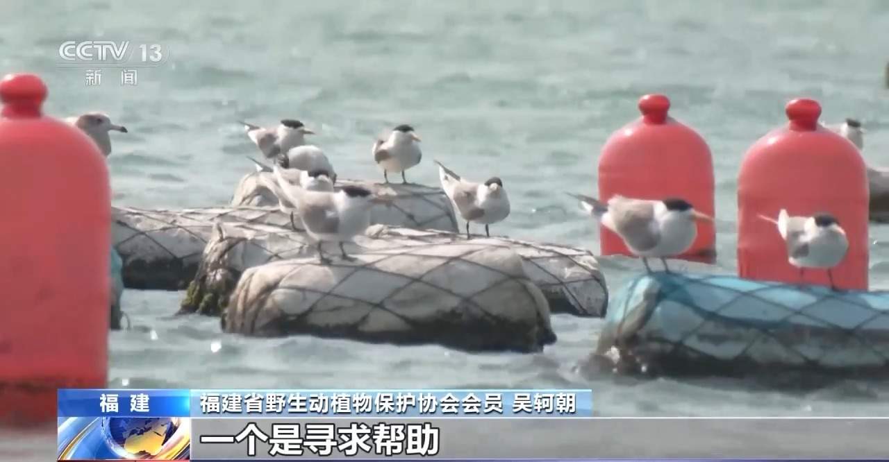 全世界最珍稀的候鸟!14只中华凤头燕鸥现身福建晋江围头湾
