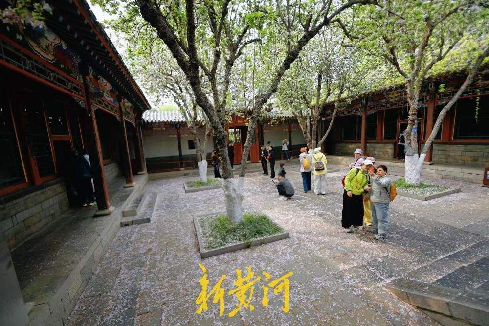 一年四季 泉在济南｜太惊艳！趵突泉公园万竹园里落下“海棠花雨”