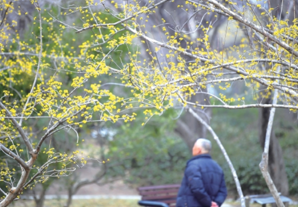 泉城“探春”花意渐浓