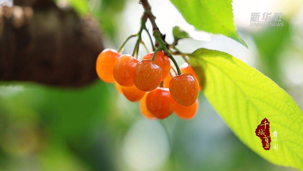 千城百县看中国丨山东枣庄：早春樱桃抢“鲜”上市