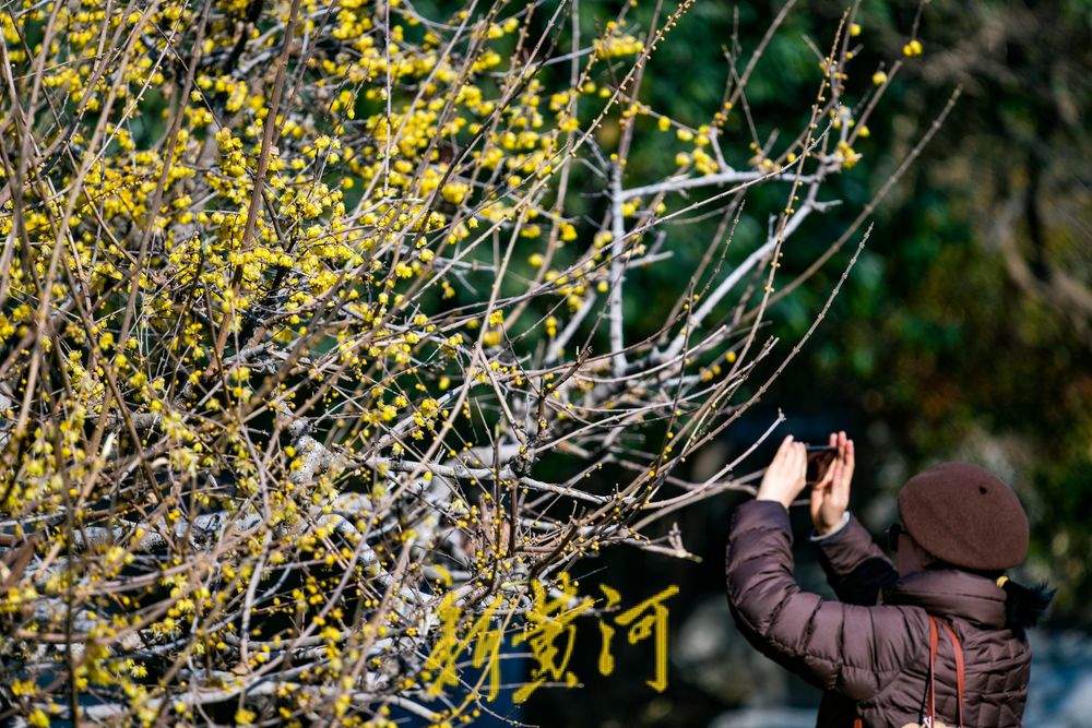 大明湖畔蜡梅吐蕊如繁星，淡雅清馨报早春