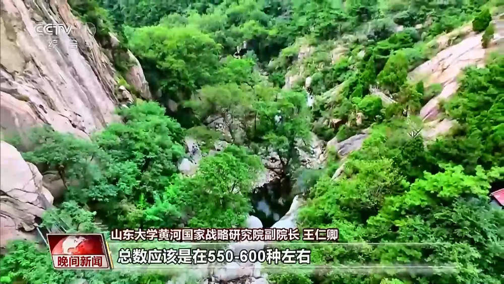 央视点赞山东济南：石山变青山 房干入画来
