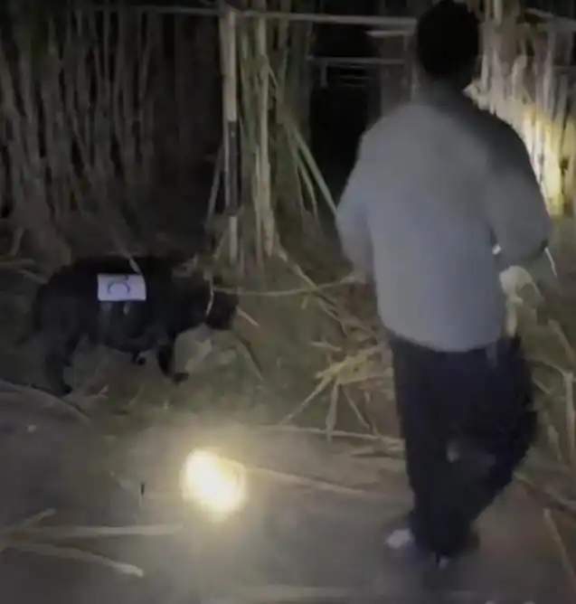 9.9元的真人版“偷甘蔗”爆火，老板：情况有点失控了，文旅部门已介入