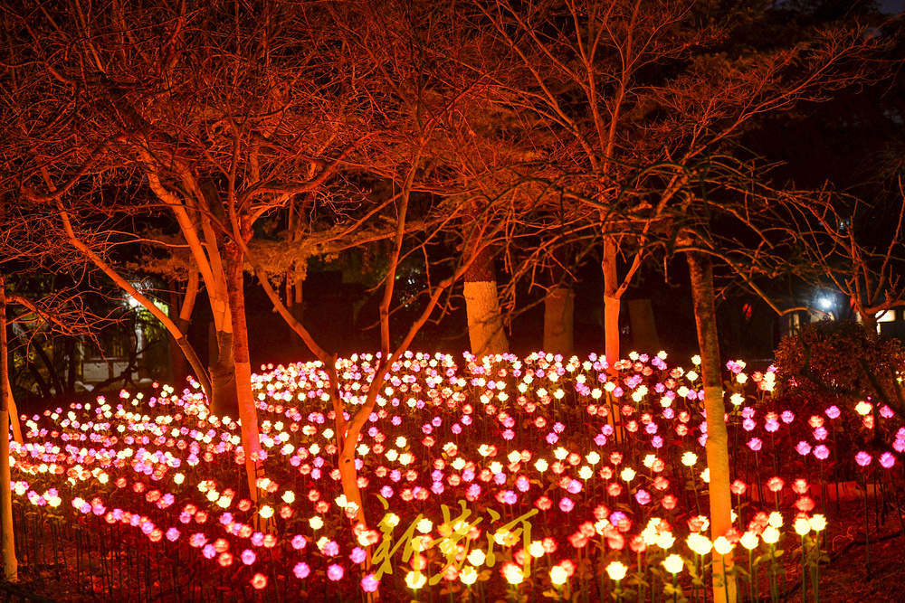 泉畔新春灯饰亮相 玫瑰花海与芦苇光影共绘泉城夜色