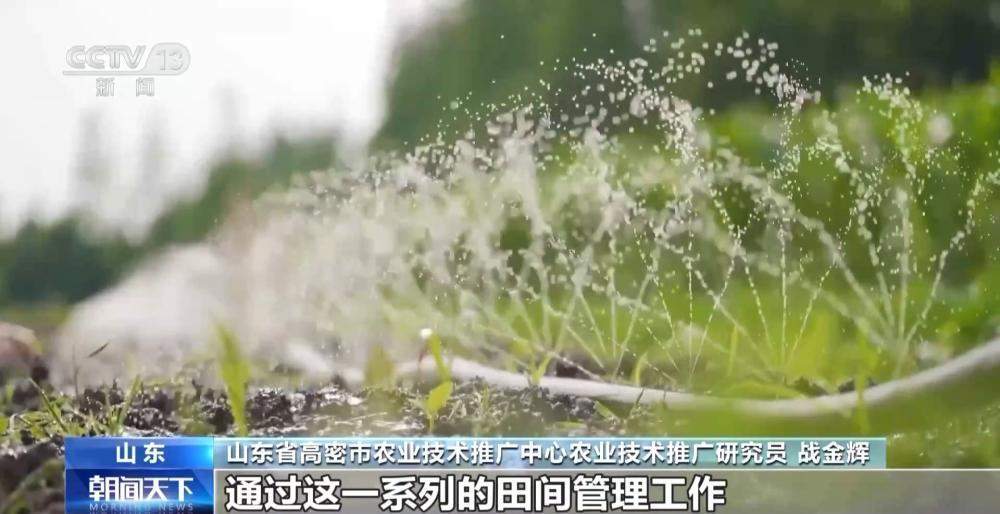 晚播麦吃上“营养餐”，山东精细化田管助小麦“强筋健骨”