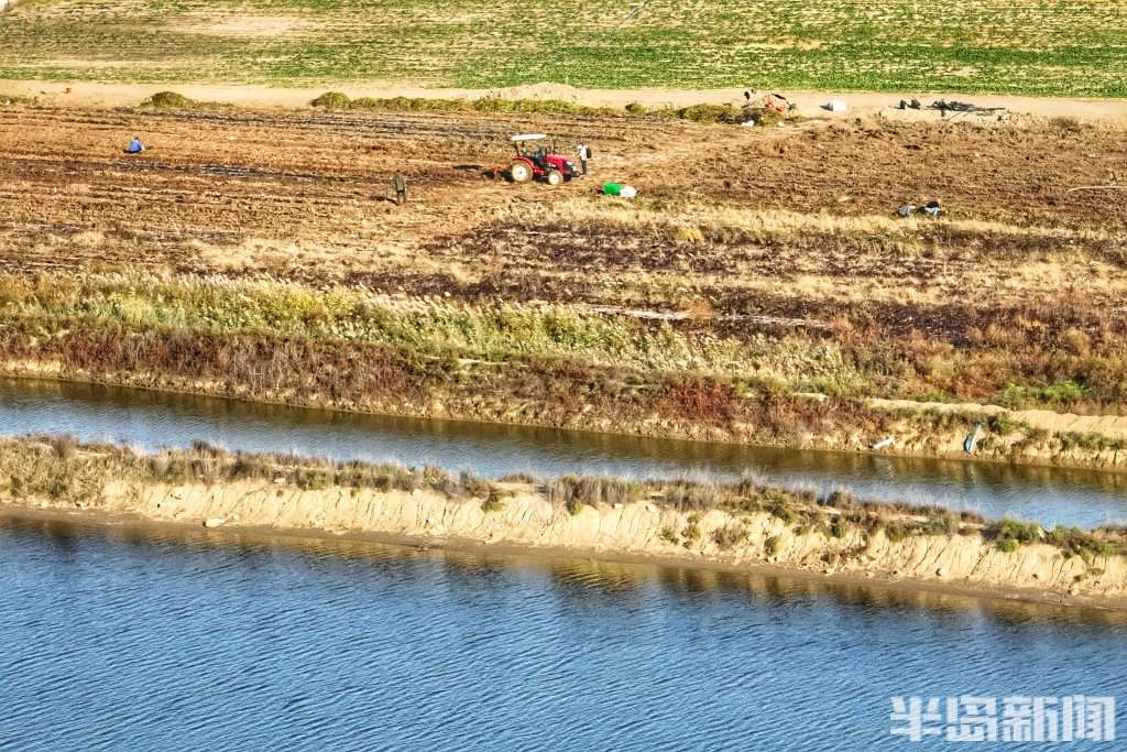 盐碱地上的“甜蜜”