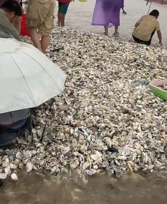 神奇的一幕！台风过后深圳沙滩天降生蚝 赶海要规避次生灾害