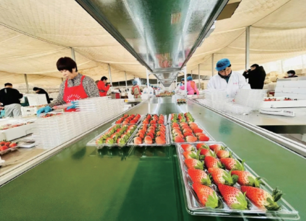 年产量10余万吨、产值超过20亿元 济南为草莓专门建了个工作站