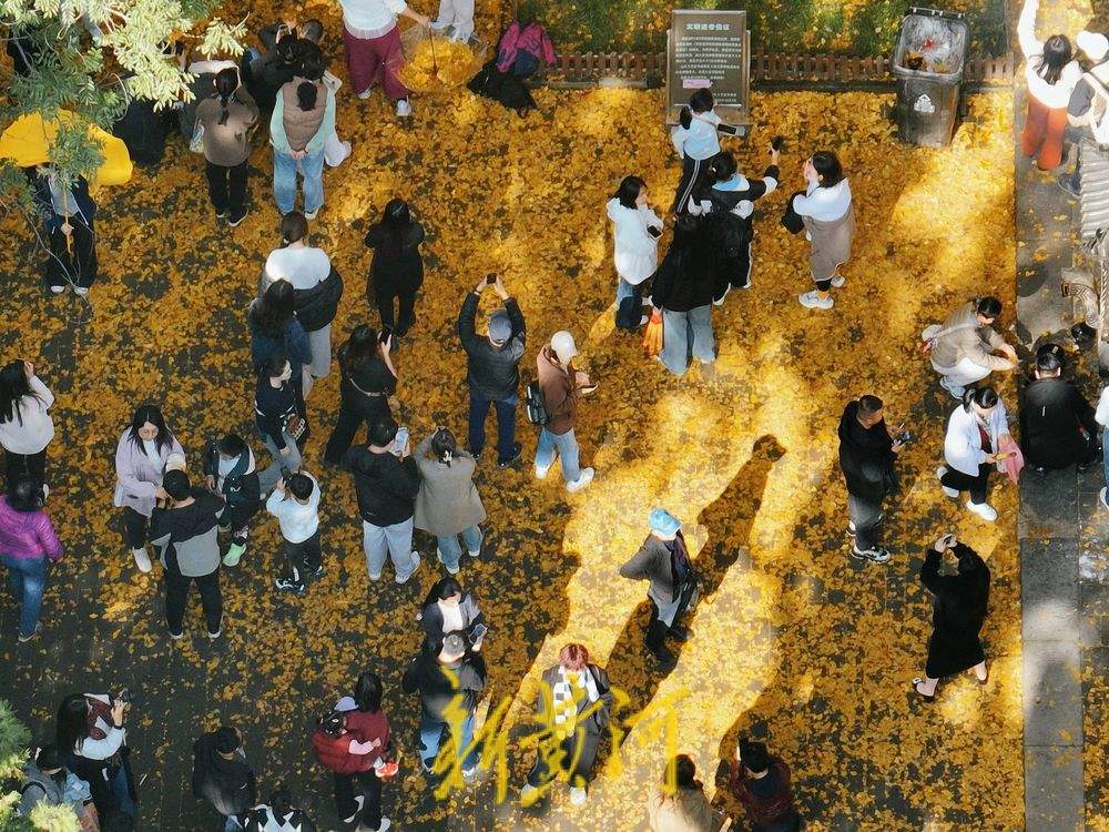 一年四季 泉在济南丨灵岩寺千年古银杏树换金装，深秋泉城诗意浓