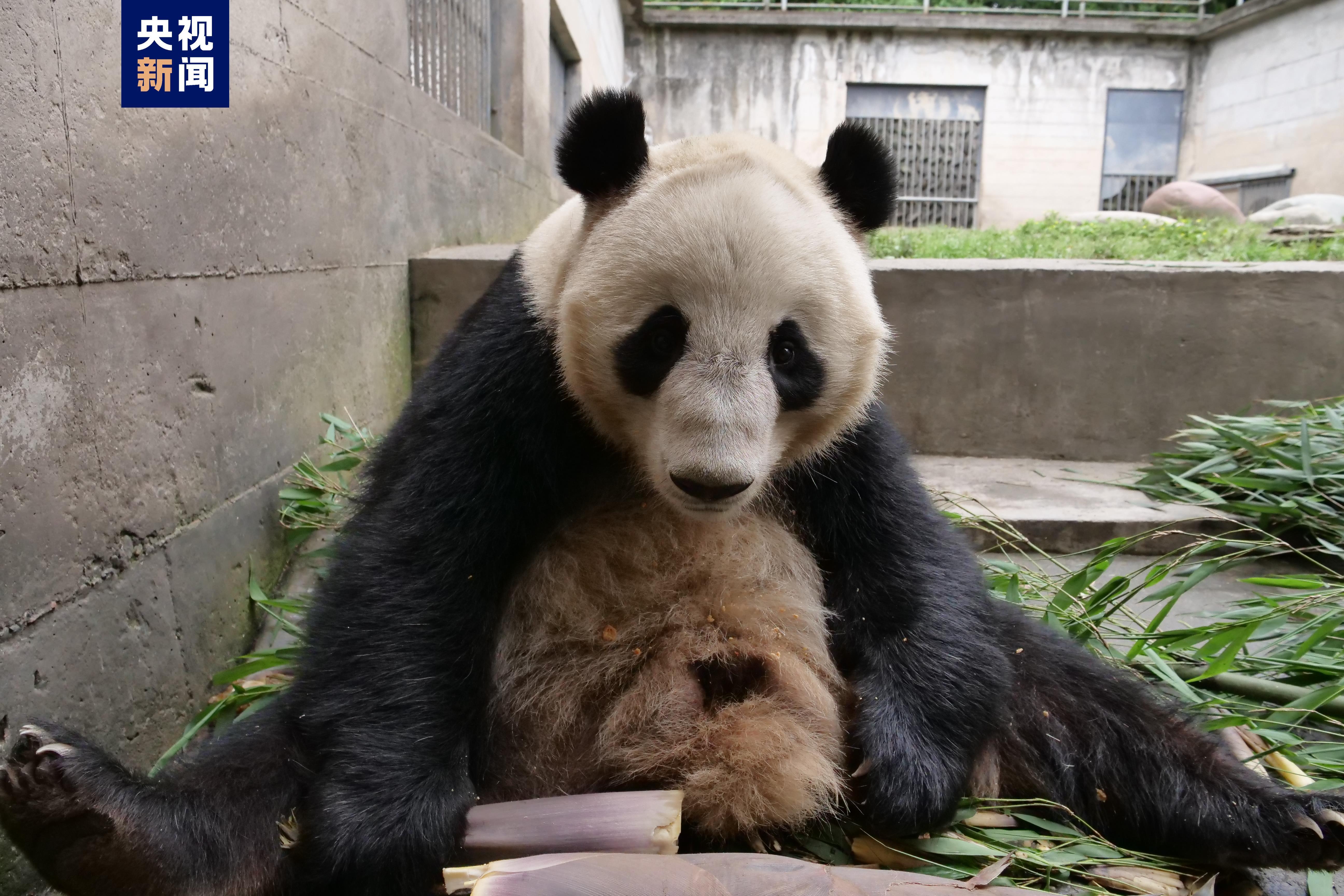 正式亮相！动物四只大熊猫齐聚兰州野生动物园