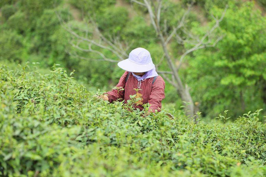 春日经济新图景｜茶香唤醒春山忙