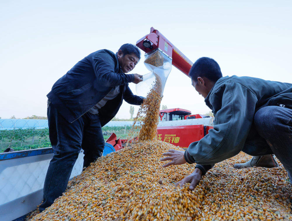 数览中国脉动｜粮稳天下安！“大国粮仓”高位增产