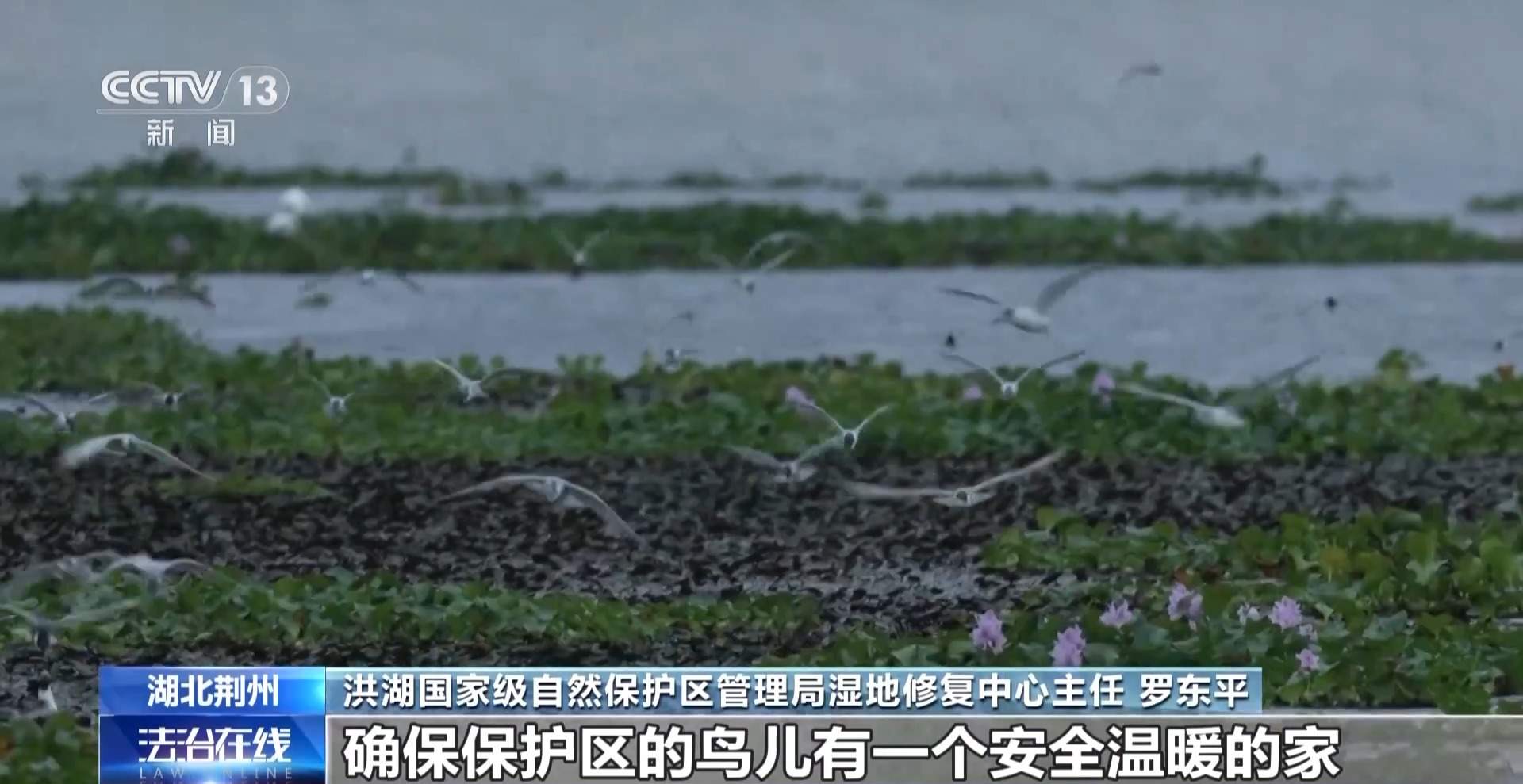 涉案1600余万元 湖北警方打掉54人非法捕杀候鸟团伙