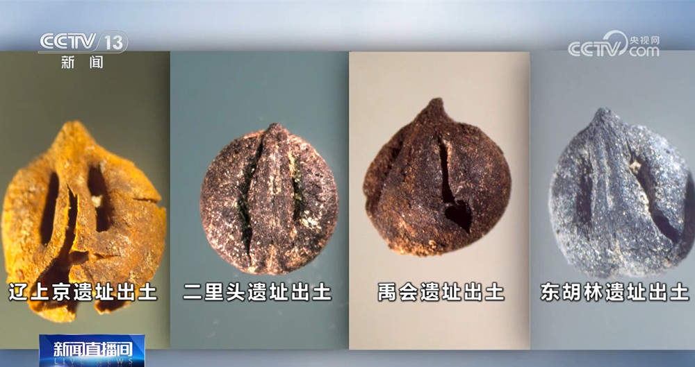 科技考古印证二里头遗址铜矿来自晋南 青铜时代先民或已栽培本土葡萄属植物
