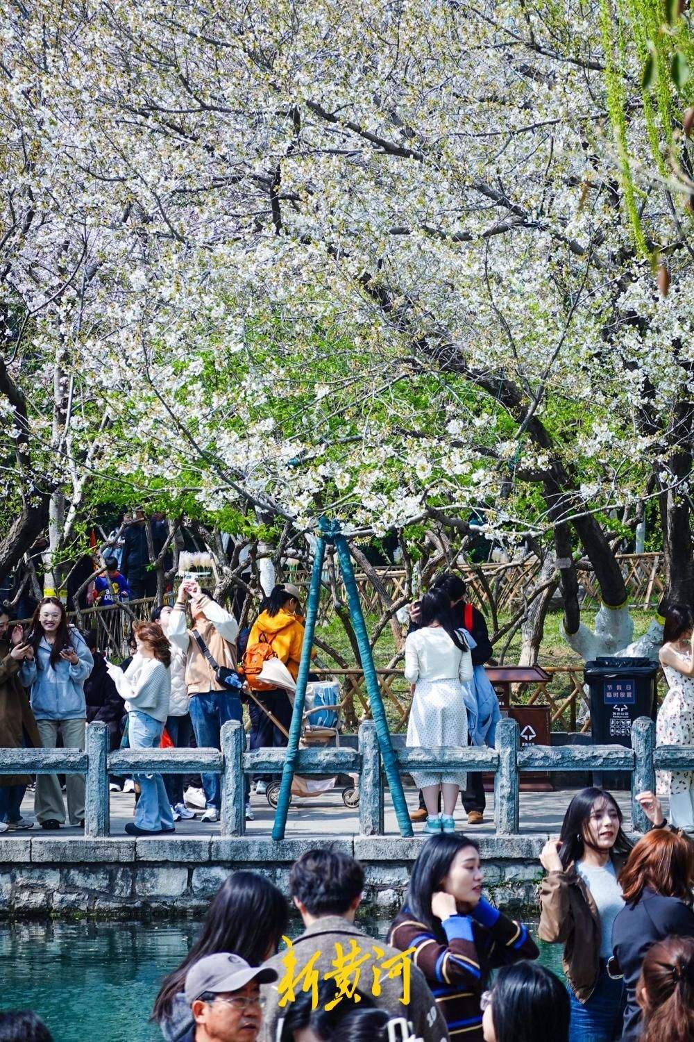 3月下旬首个周末，泉城迎来赏花高峰